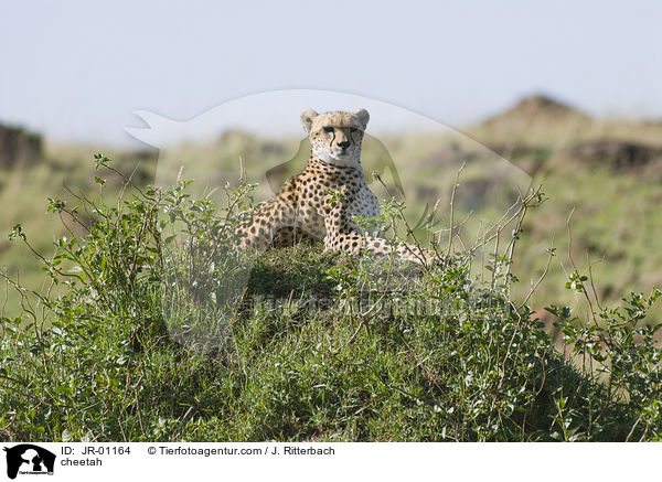 cheetah / JR-01164