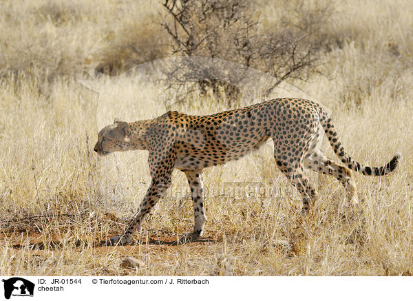 cheetah / JR-01544