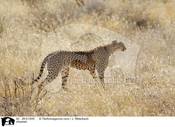 cheetah / JR-01545