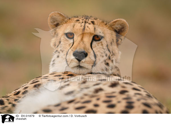 cheetah / DV-01879