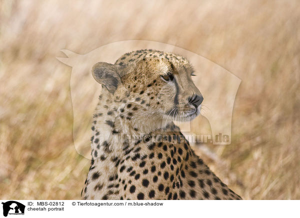 cheetah portrait / MBS-02812