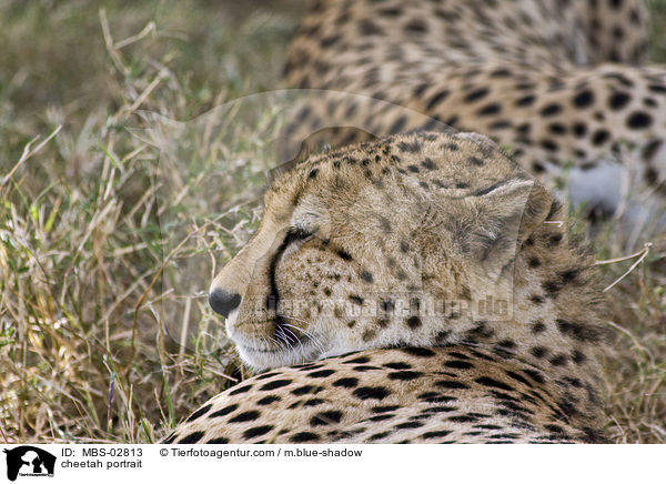Gepard Portrait / cheetah portrait / MBS-02813