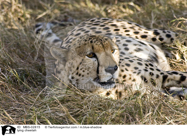 lying cheetah / MBS-02815