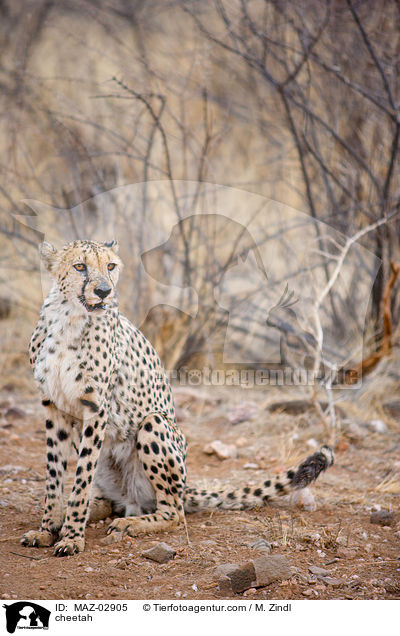 cheetah / MAZ-02905