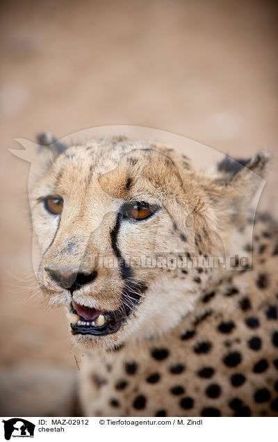 Gepard / cheetah / MAZ-02912