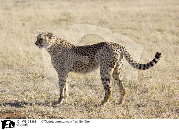 Gepard / cheetah / WS-03388