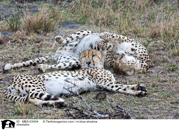 Geparden / cheetahs / MBS-03404