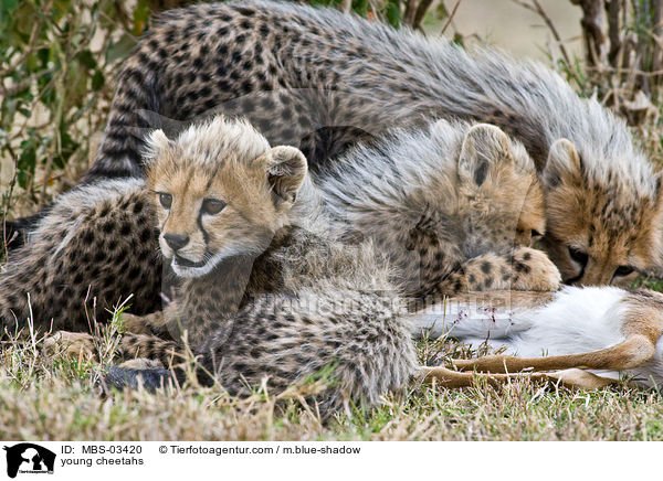 junge Geparden / young cheetahs / MBS-03420