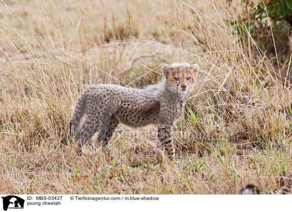 junger Gepard / young cheetah / MBS-03427