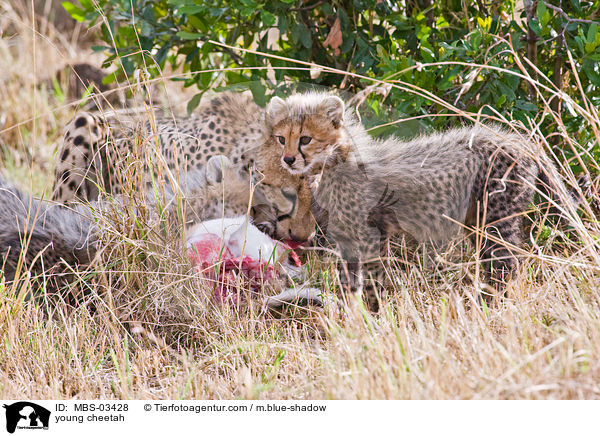 junger Gepard / young cheetah / MBS-03428