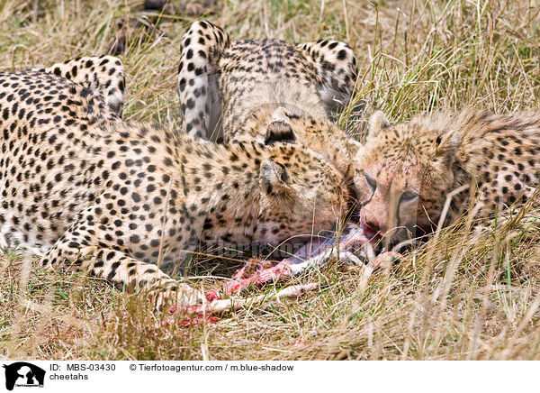Geparden / cheetahs / MBS-03430