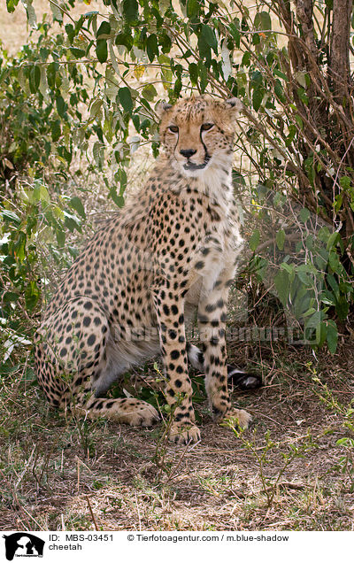 Gepard / cheetah / MBS-03451