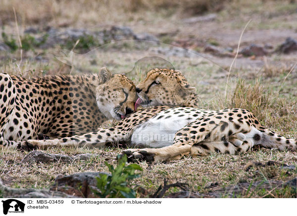 Geparden / cheetahs / MBS-03459