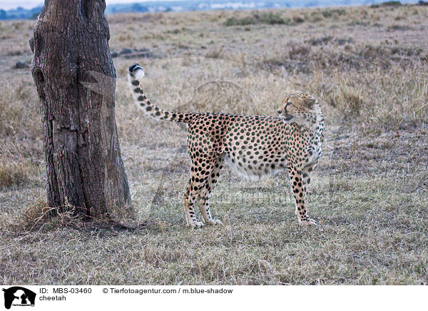 Gepard / cheetah / MBS-03460