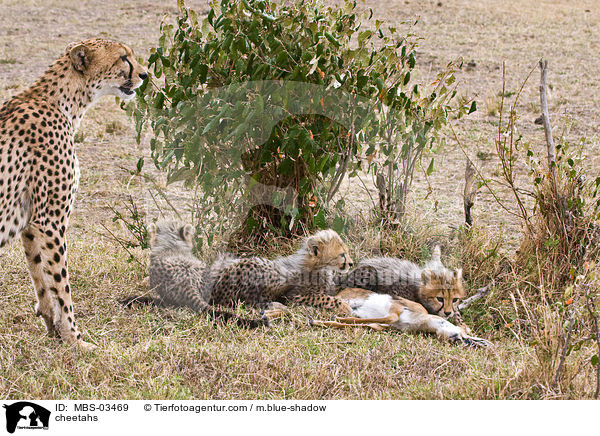Geparden / cheetahs / MBS-03469
