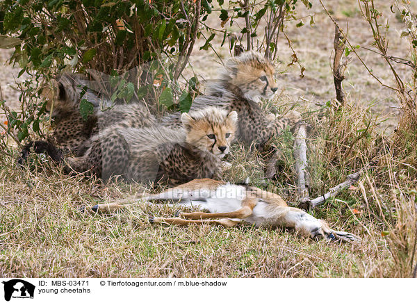 junge Geparden / young cheetahs / MBS-03471