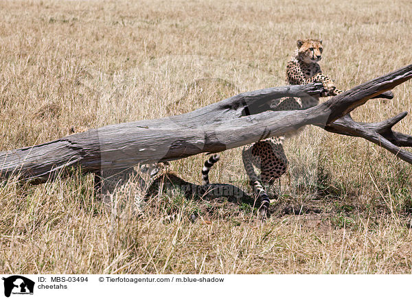 Geparden / cheetahs / MBS-03494