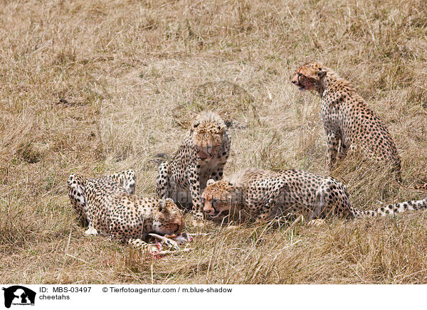 Geparden / cheetahs / MBS-03497