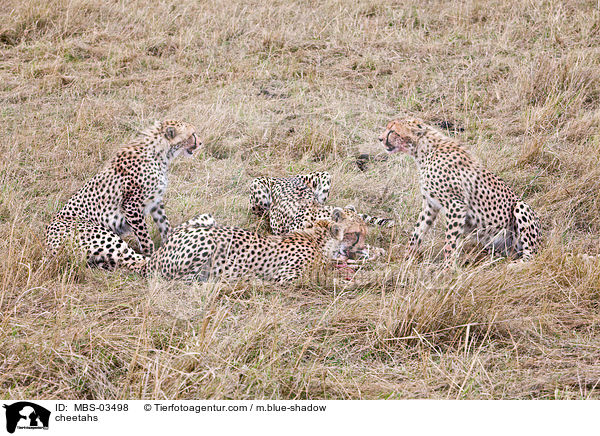 Geparden / cheetahs / MBS-03498