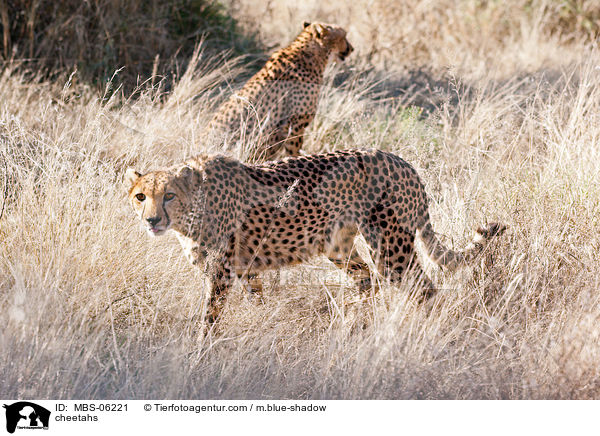 Geparden / cheetahs / MBS-06221