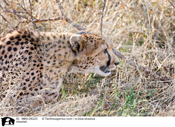 Gepard / cheetah / MBS-06223