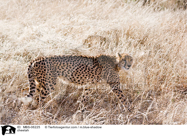 Gepard / cheetah / MBS-06225