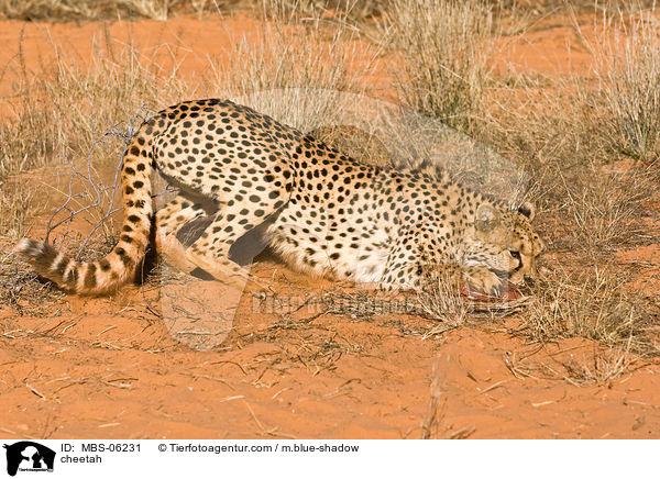 Gepard / cheetah / MBS-06231
