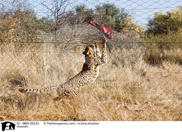 Gepard / cheetah / MBS-06233