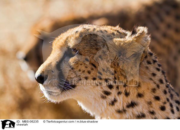 Gepard / cheetah / MBS-06235