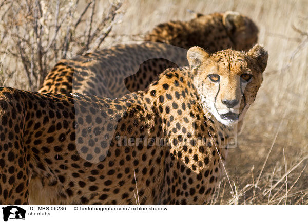 Geparden / cheetahs / MBS-06236