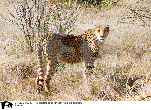 Gepard / cheetah / MBS-06237