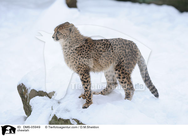 Gepard / cheetah / DMS-05949