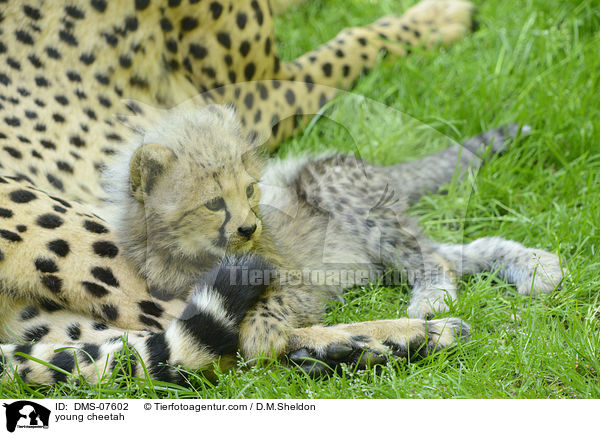 junger Gepard / young cheetah / DMS-07602