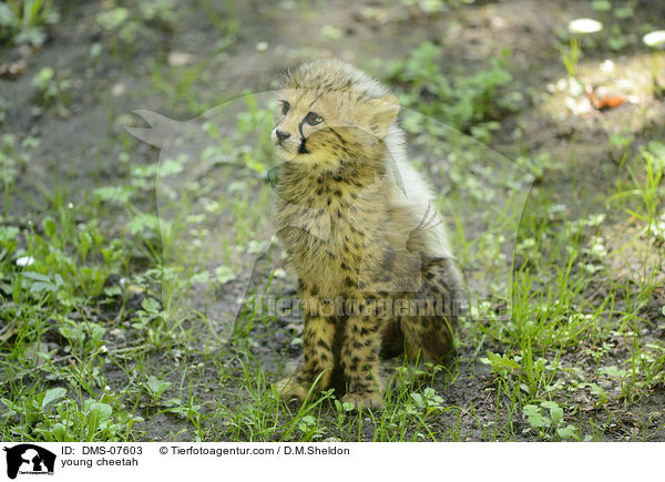 junger Gepard / young cheetah / DMS-07603