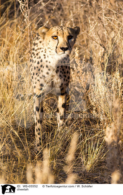 cheetah / WS-05552