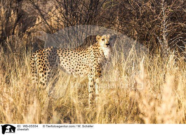 cheetah / WS-05554
