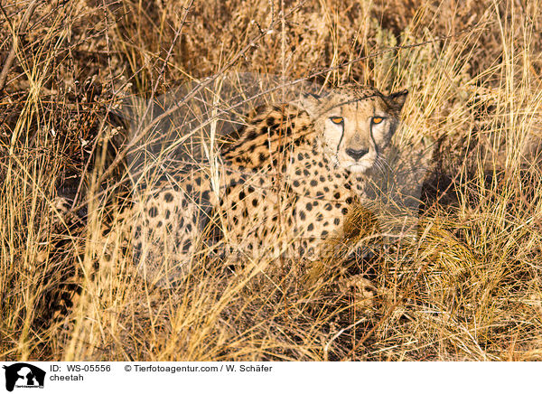 cheetah / WS-05556