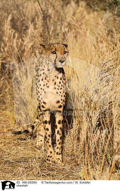 cheetah / WS-05560