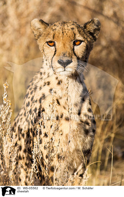cheetah / WS-05562