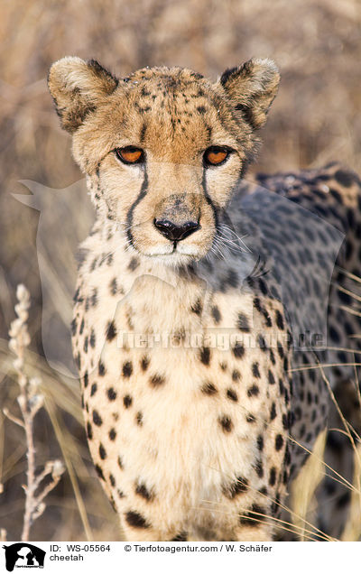 cheetah / WS-05564