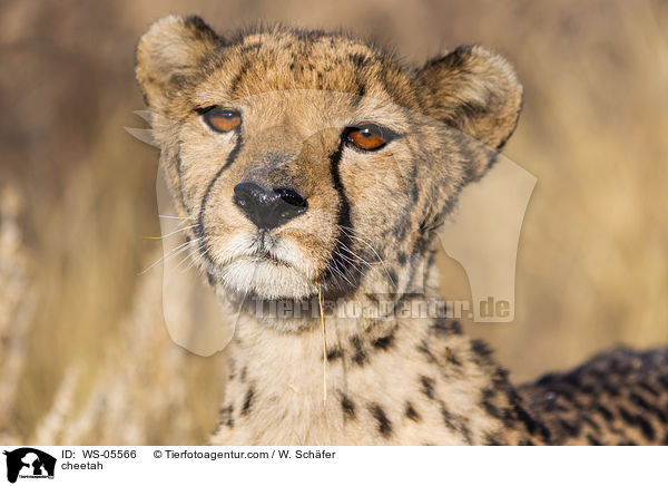 Gepard / cheetah / WS-05566