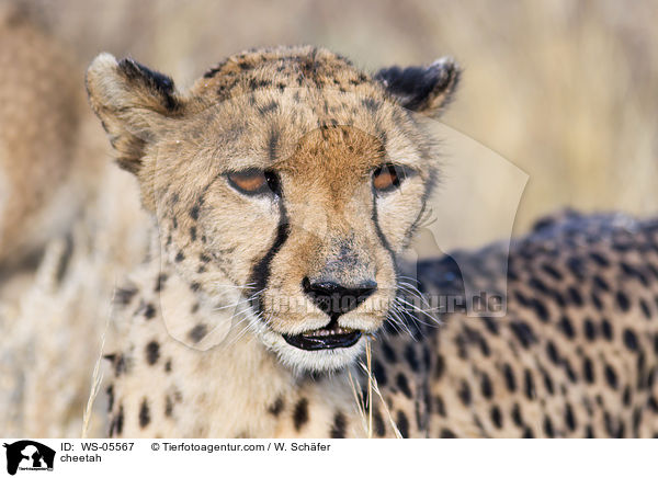 cheetah / WS-05567