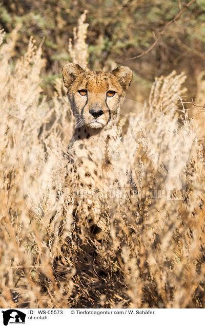 Gepard / cheetah / WS-05573