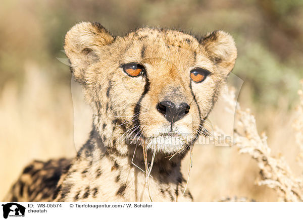 Gepard / cheetah / WS-05574