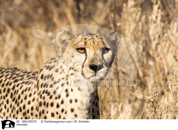 Gepard / cheetah / WS-05575