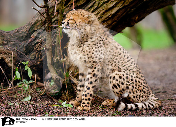 Gepard / cheetah / MAZ-04629