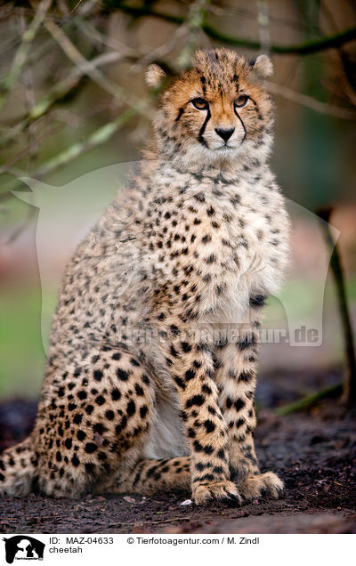 cheetah / MAZ-04633