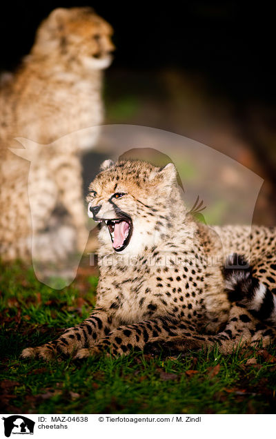 Geparden / cheetahs / MAZ-04638