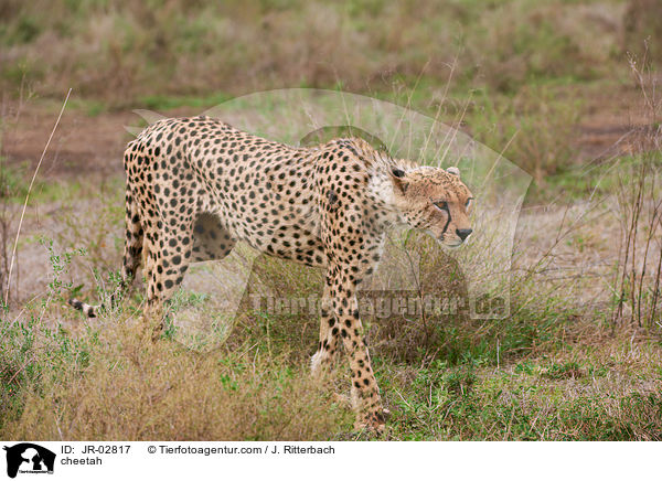 cheetah / JR-02817