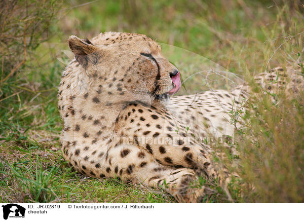 Gepard / cheetah / JR-02819